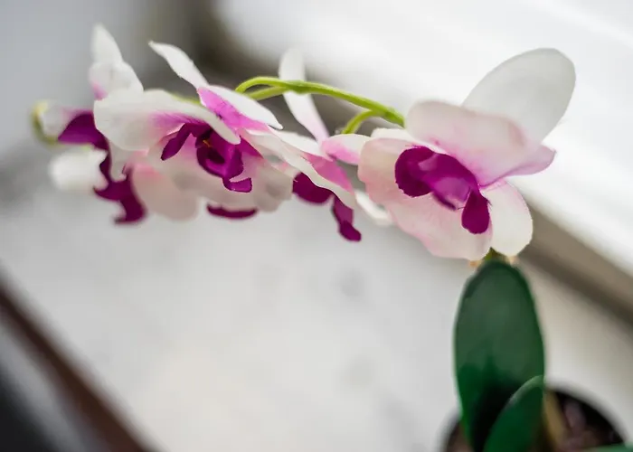 Lejlighed Jm Lubicz I *