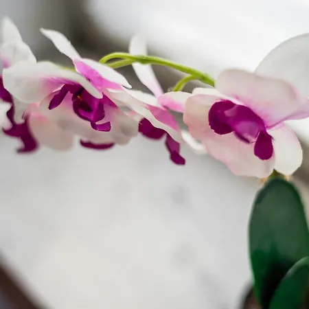 Appartement Jm Lubicz I *